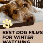 poster advertising best dog films for winter watching
