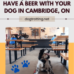 poster promoting where to have a beer with your dog in cambridge ontario