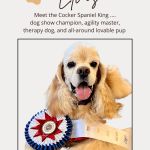poster promoting article title 'meet Elvis, king of cocker spaniels'