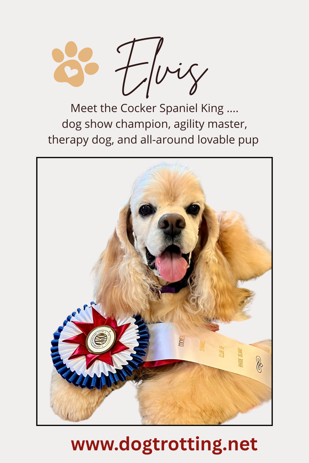 poster promoting article title 'meet Elvis, king of cocker spaniels'