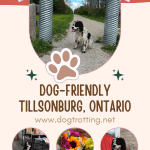 poster promoting post about dog-friendly Tillsonburg, Ontario with three pics of black and white dog