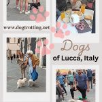 poster of several images of dogs in Lucca Italy promoting the dogs of Lucca Italy article