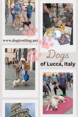 poster of several images of dogs in Lucca Italy promoting the dogs of Lucca Italy article
