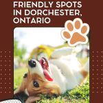 poster with image of corgi dog rolling promoting dog-friendly Dorchester Ontario