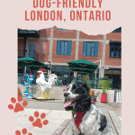 poster promoting dog friendly area in London Ontario called 100 Kellogg Lane. Black and white dog sitting on picnic table.