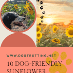 image of sunflower field and dog near sunflowers promoting post 10 dog friendly sunflower fields in Ontario