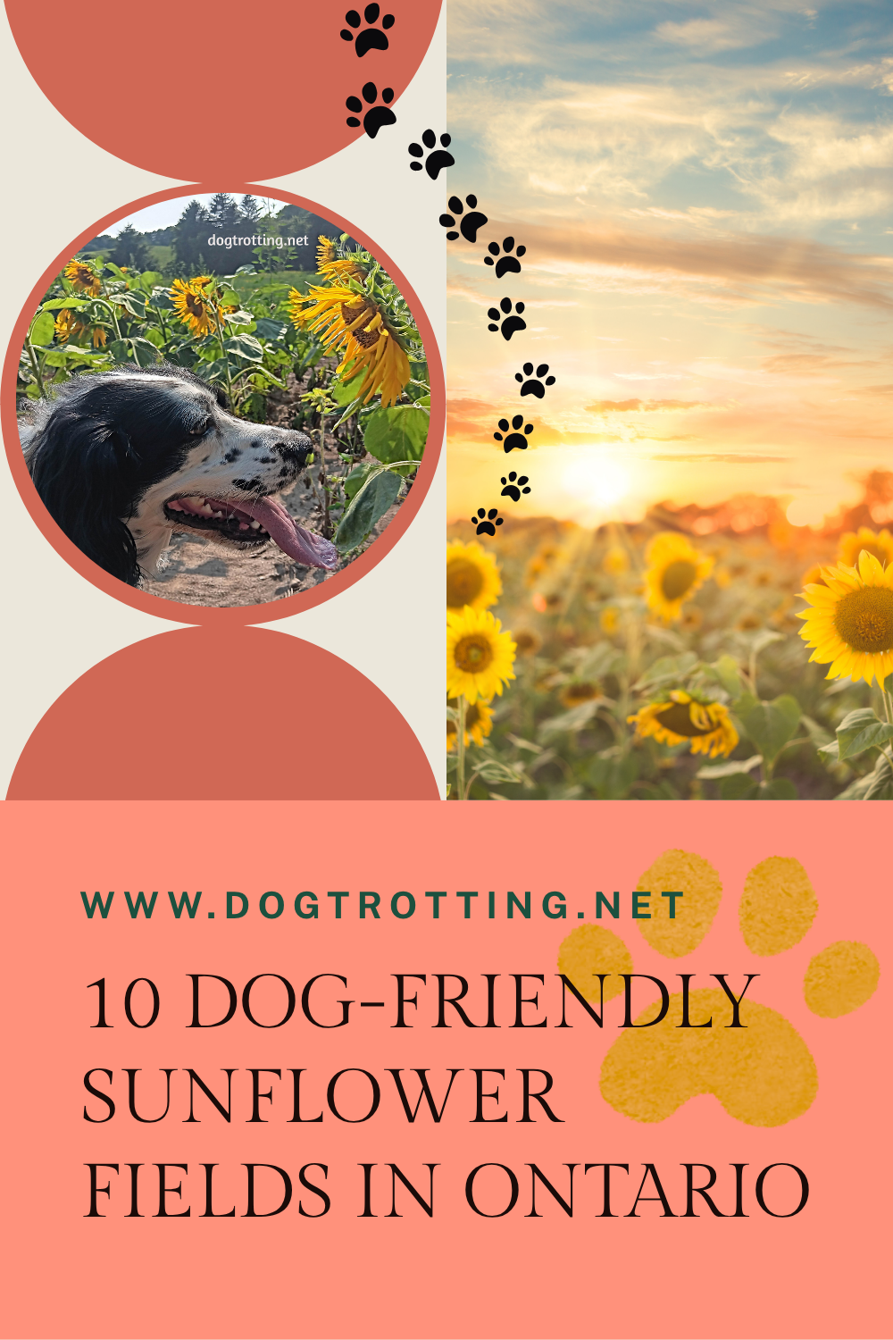 image of sunflower field and dog near sunflowers promoting post 10 dog friendly sunflower fields in Ontario