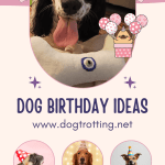 poster with four images of dogs promoting dog birthday ideas
