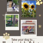 poster with four images promoting post for 'take your dog to Musselman Lake"