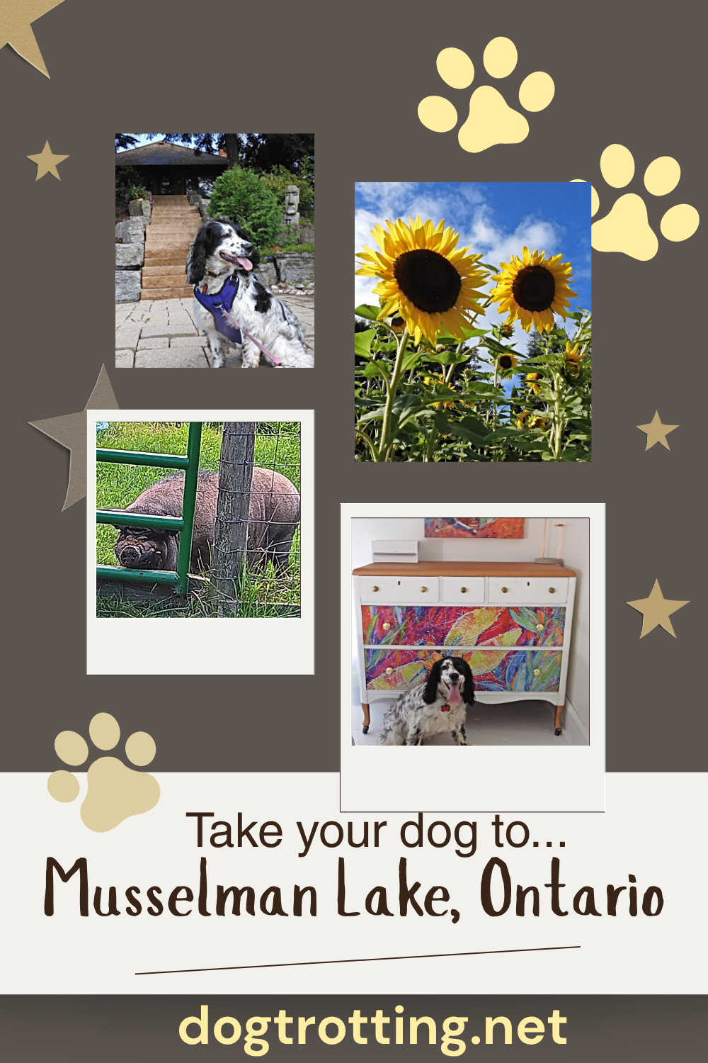 poster with four images promoting post for 'take your dog to Musselman Lake"