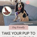 picture of dog on sofa in hotel room promoting dog friendly Kanata Ontario article