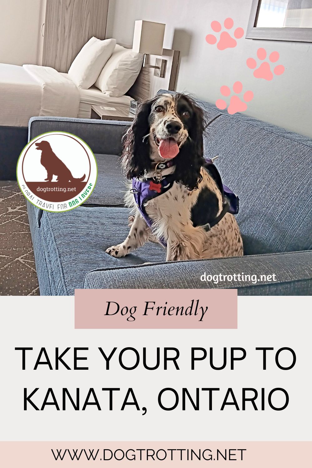 picture of dog on sofa in hotel room promoting dog friendly Kanata Ontario article