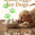 poster promoting 'quail eggs for dogs' blog post with golden puppy looking at bowl of eggs