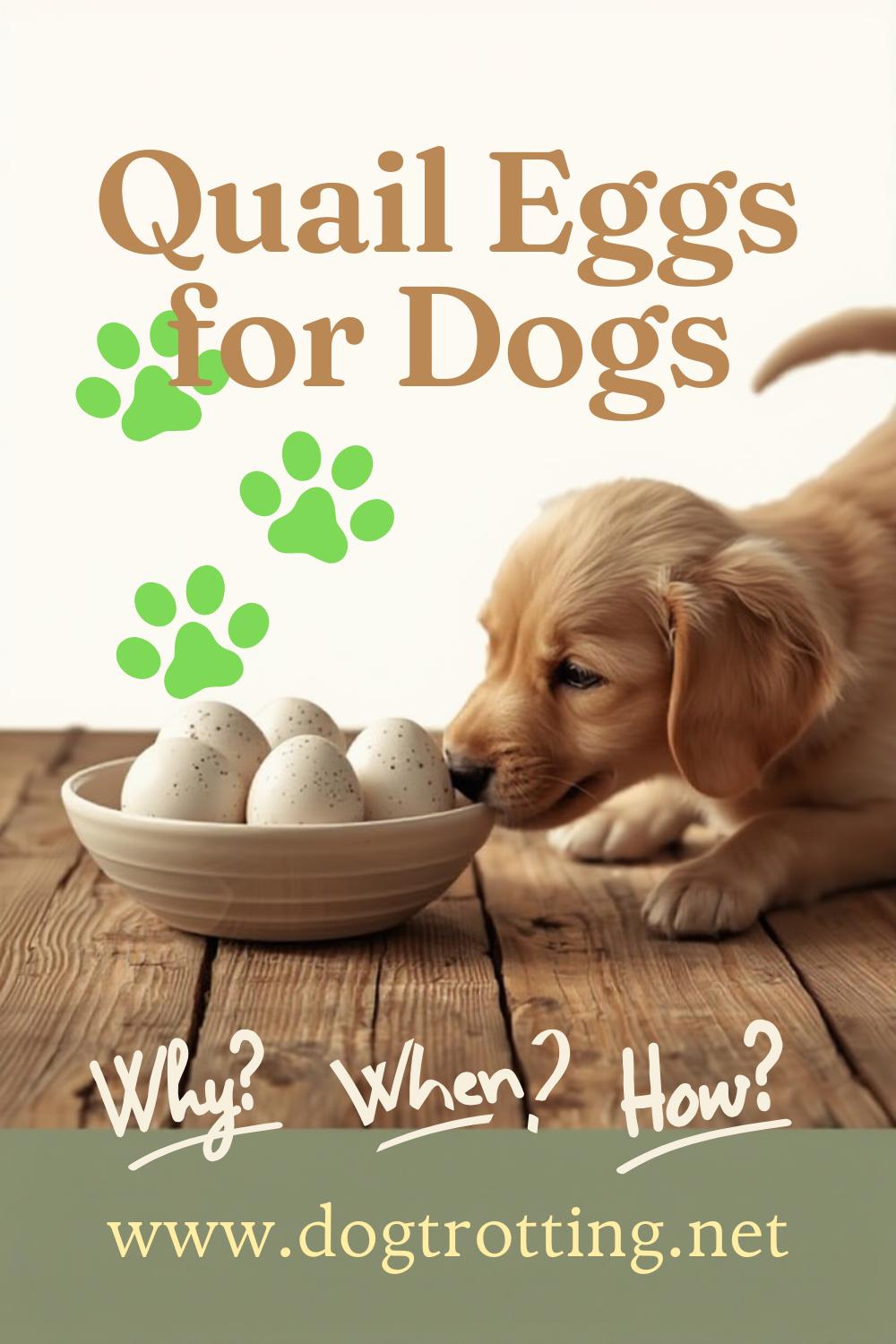 poster promoting 'quail eggs for dogs' blog post with golden puppy looking at bowl of eggs