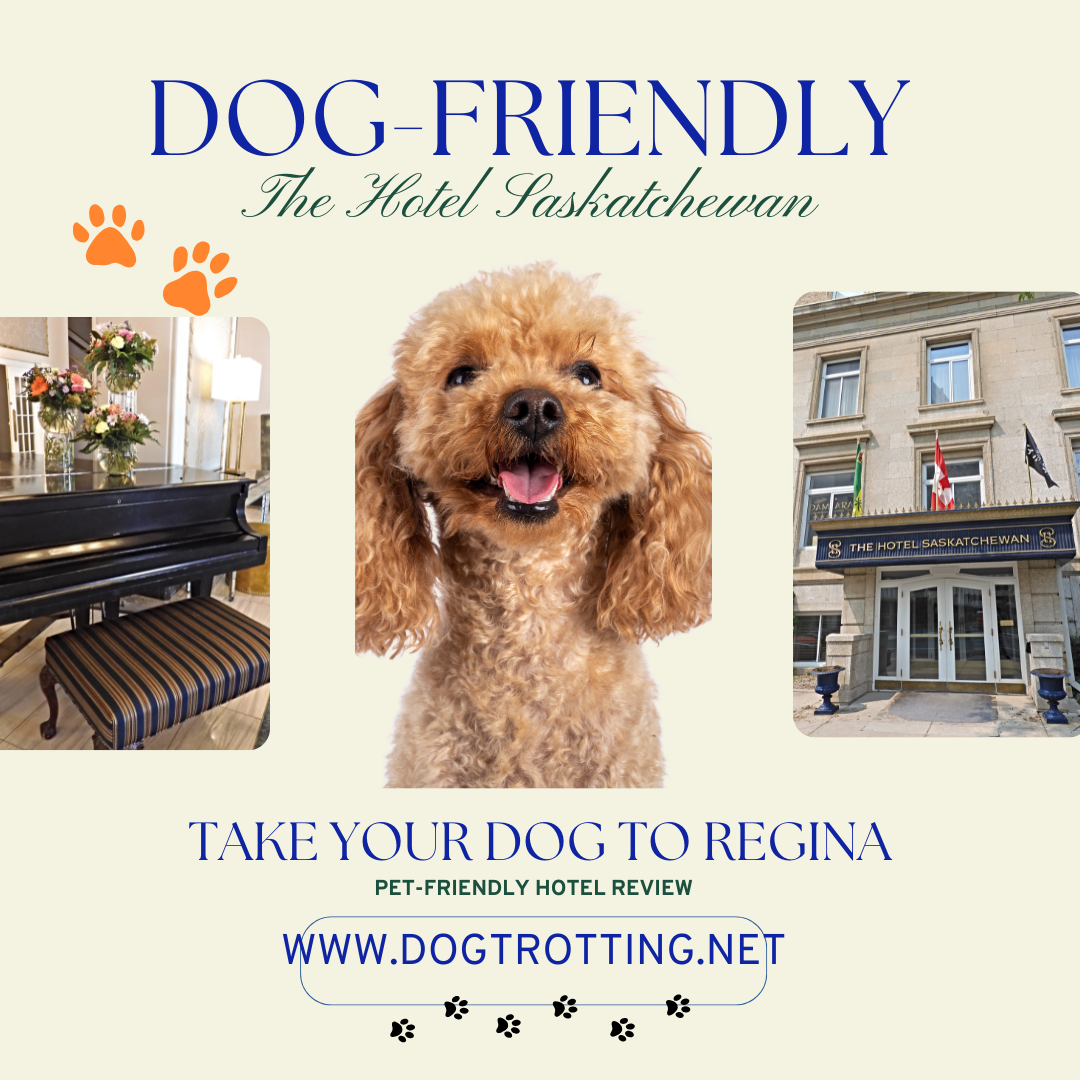 Poster with image of dog and two dog products promoting the article' Dog Friendly hotel in Regina