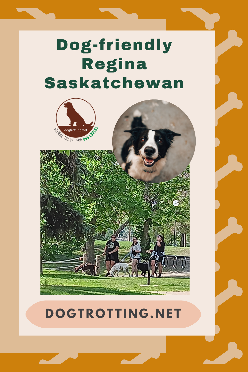 poster with an image of dog and another image of dogs and people in park promoting article about dog-friendly Regina Saskatchewan
