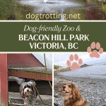 poster with three photos - one of a cocker spaniel dog on a rocky beach, one small dog on ramp in farm and a water fountain in park - promoting a blog post about dog-friendly Beacon Park HIll in Victoria BC