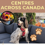 poster with pic of white and black dog on a patio couch in a garden centre promoting the article ' dog friendly garden centres across canada.