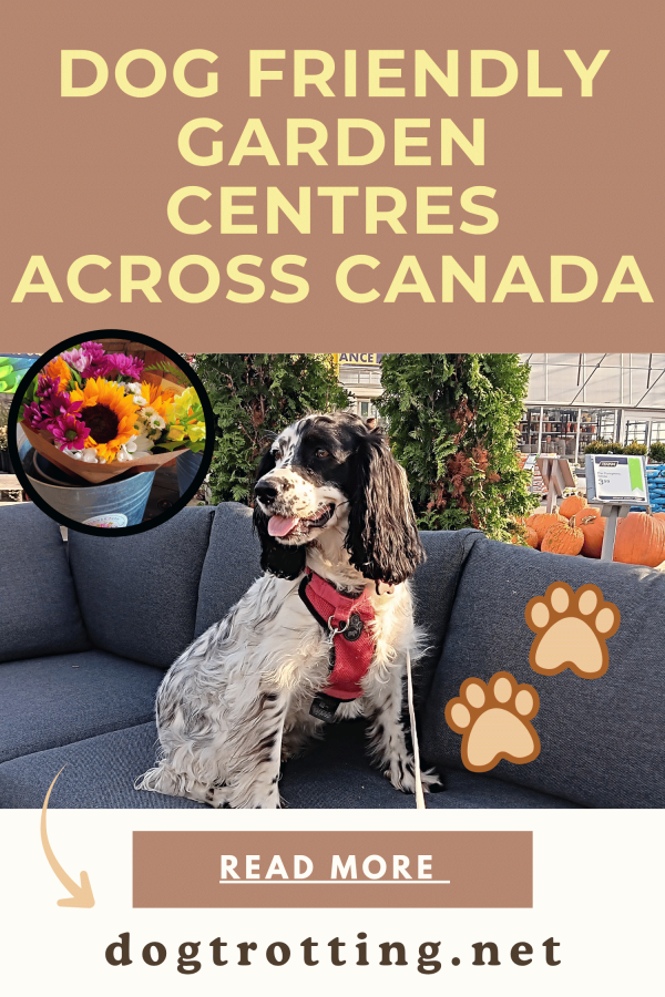 poster with pic of white and black dog on a patio couch in a garden centre promoting the article ' dog friendly garden centres across canada.