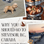 poster with images of a fluffy beige dog, seafood tier, and a harbour sunset promoting dog-friendly Steveston Village in British Columbia
