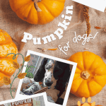 poster with pumpkins and three photos of a dog and two dog products promoting an article about pumpkin for dogs