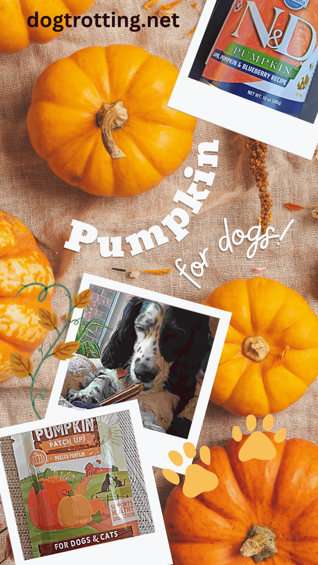 poster with pumpkins and three photos of a dog and two dog products promoting an article about pumpkin for dogs
