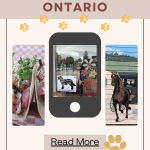 poster with three images promoting the article dog-friendly st. jacobs ontario