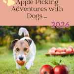 poster with jack russell dog running with apple promoting article about apple picking with your dog