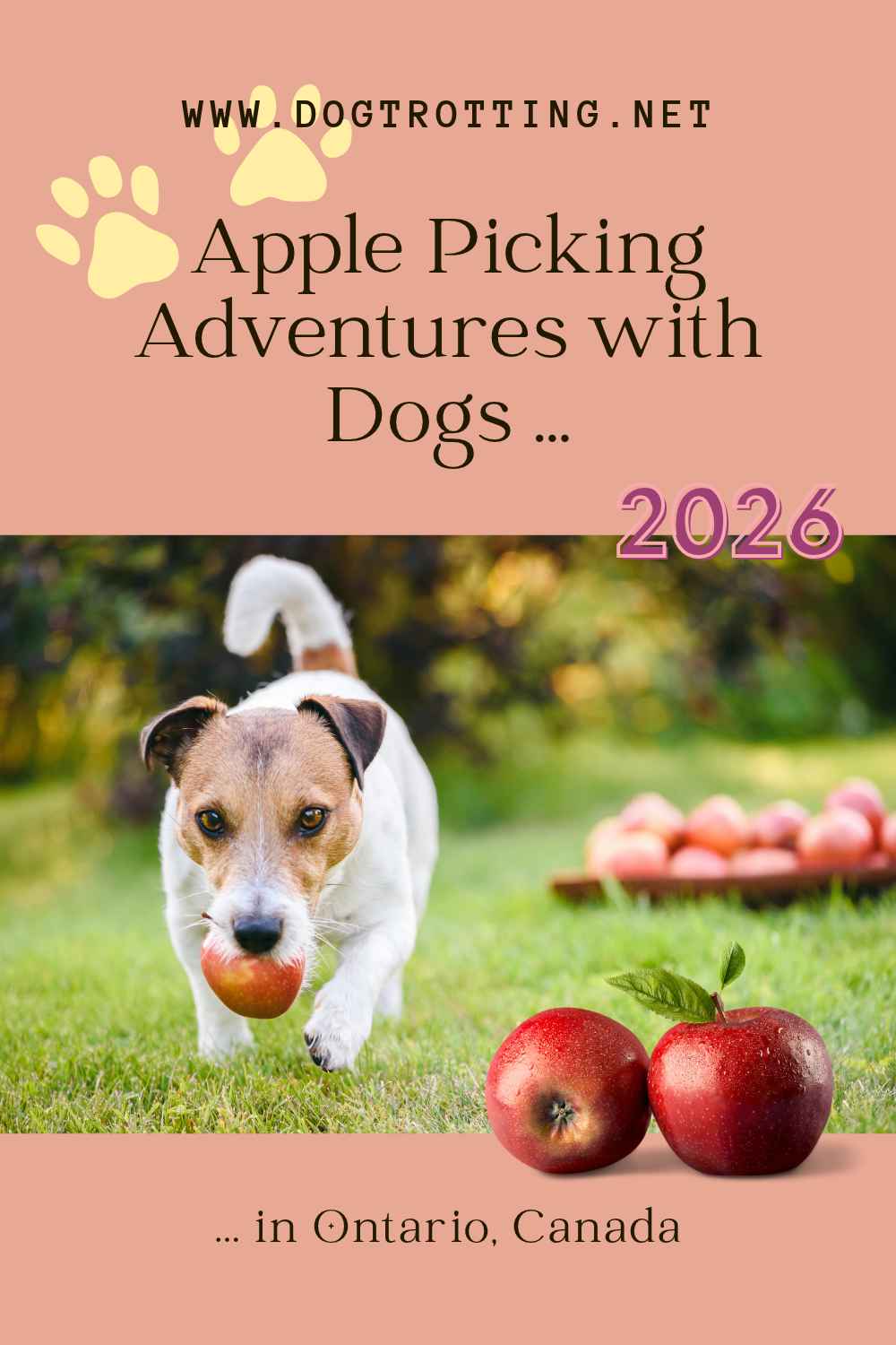 poster with jack russell dog running with apple promoting article about apple picking with your dog